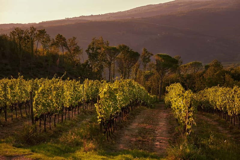 Florence Hills : Winery Tour 18 km from Florence - San Vito’s organic farming: what you’re really paying for