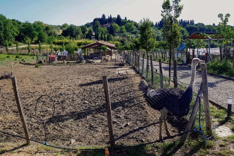 Florence: Private Horseback Ride with Tuscan Lunch or Dinner - The Timeline Works: Fiesole Photo Stop and a Smooth Pace