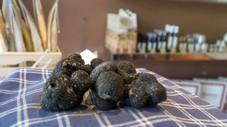 Florence: Truffle Hunting and Vinci with Lunch and Winery - Key highlights you’ll feel right away