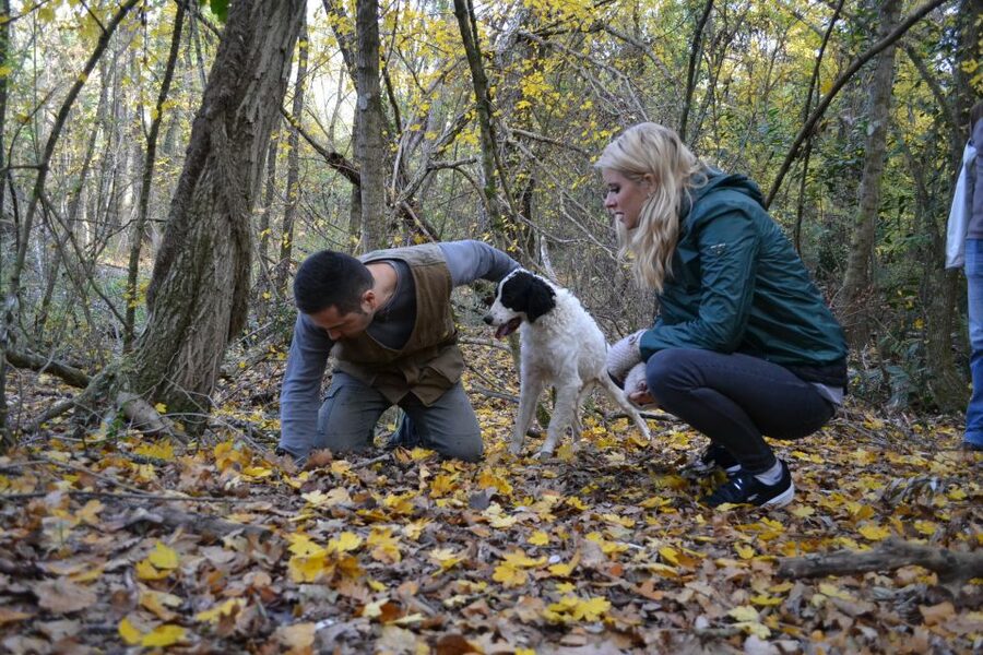 Florence: Truffle Hunting, Lunch, and Wine Tasting Tour - Price and value: is $353 per person fair?