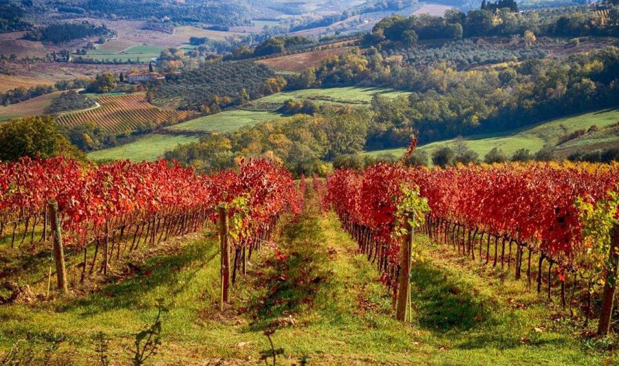 Florence: Tuscany Chianti Winery Private Day-Trip with Lunch - Olive oil lesson and tasting: how to recognize extra-virgin oil