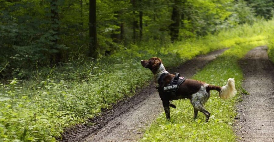 Florence: Tuscany Truffle Hunt Culinary Adventure Tour - How the truffle hunt actually works in the woods