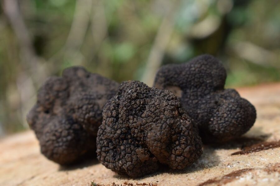 Florence: Tuscany Truffle Hunt Culinary Adventure Tour - Who this truffle hunting tour is best for