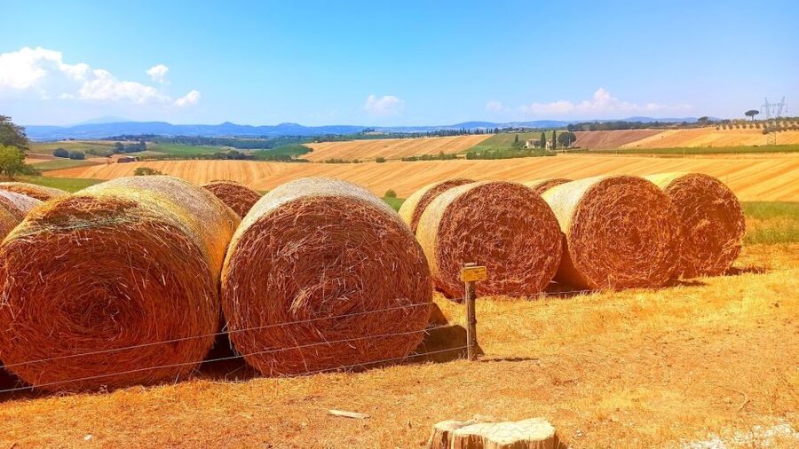 Florence: Volterra & San Gimignano Wine Tour with Lunch - Wine Tasting in Real Tuscan Styles: Chianti to Vernaccia (and More)