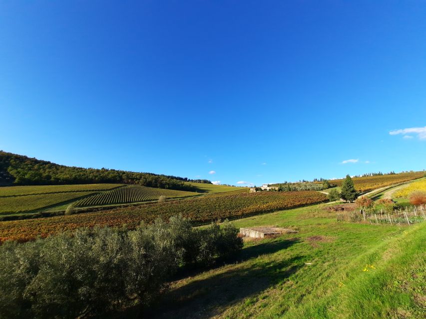 Florence Wine Tour with Traditional Lunch, Private Winery - How the private winery visit feels different in Chianti