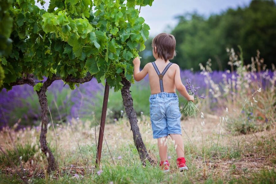 Florence: Wineries, Tastings, Lunch & San Gimignano Day Trip - Should You Book This Florence to Chianti and San Gimignano Tour?