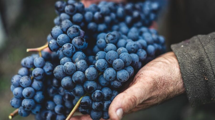 From Florence: Chianti Hills Half-Day Tour with Wine Tasting - The guided tasting of 7 wines: what you’ll actually sample