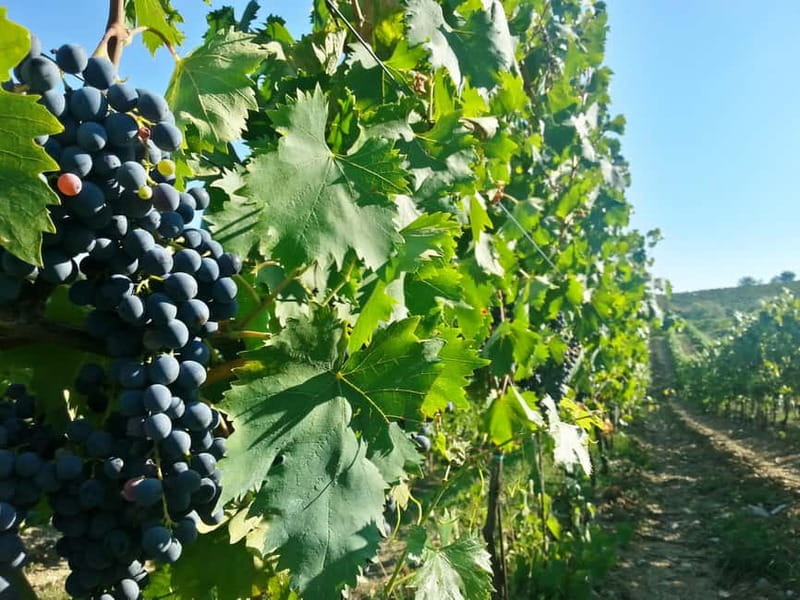 From Florence: Chianti Self-Guided Vespa Tour with Lunch - Small-group energy (and what to do if the day gets weird)