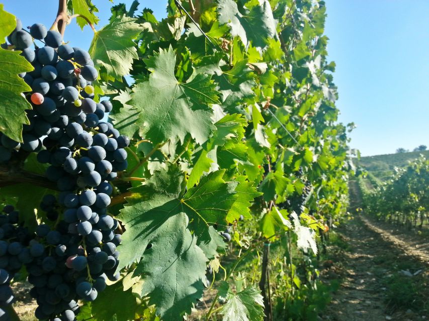 From Florence: Chianti Tour with Two Wine and Food Tastings - Should You Book This Chianti Tour From Florence?