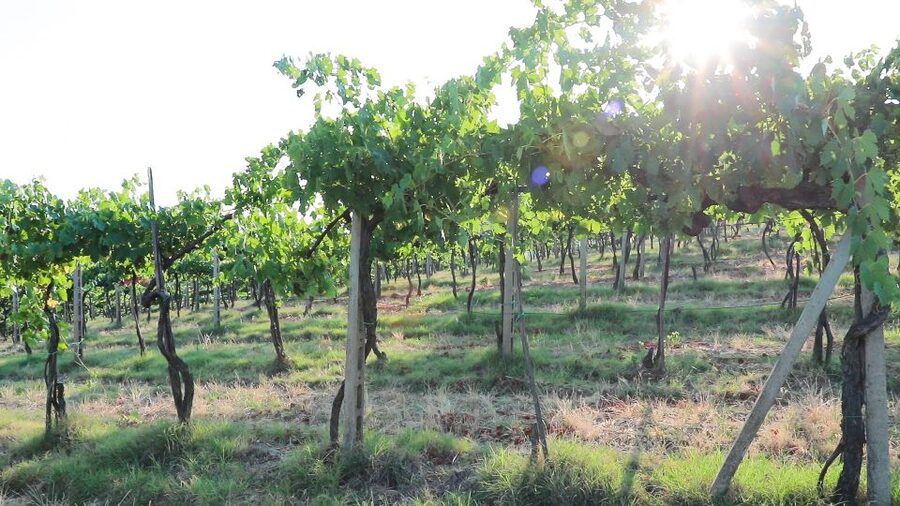 From Florence: Chianti Tour with Two Wine and Food Tastings - How Much Time You Really Spend in Tuscany (and Why It Works)
