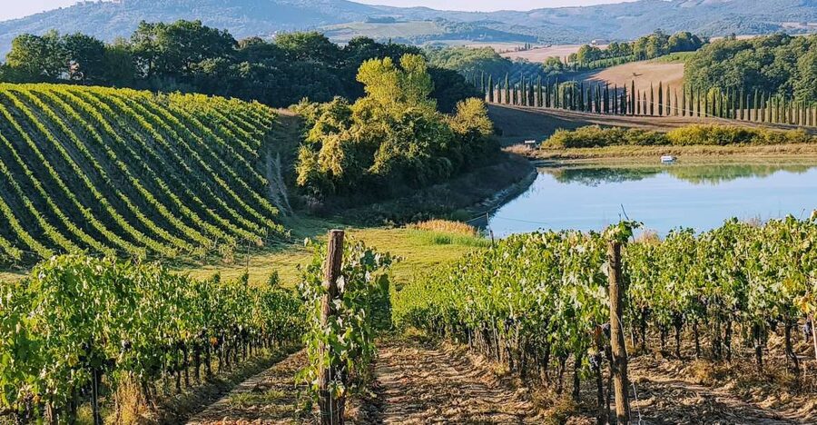 From Florence: Chianti Wine Tastings at Sunset Day Trip - The heart of the day: two estate cellar tours and 6 tastings