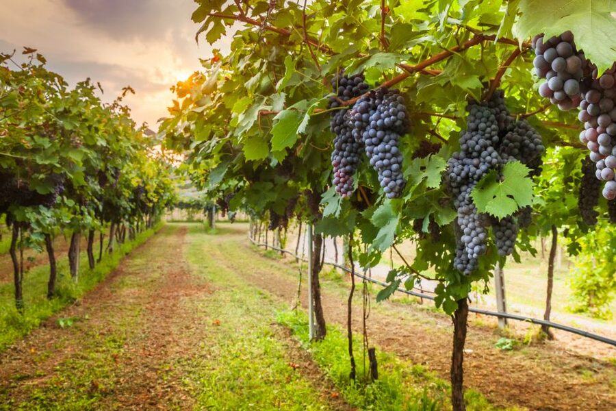 From Florence: Chianti Wine Tour with Tasting - Who this Chianti tour is best for