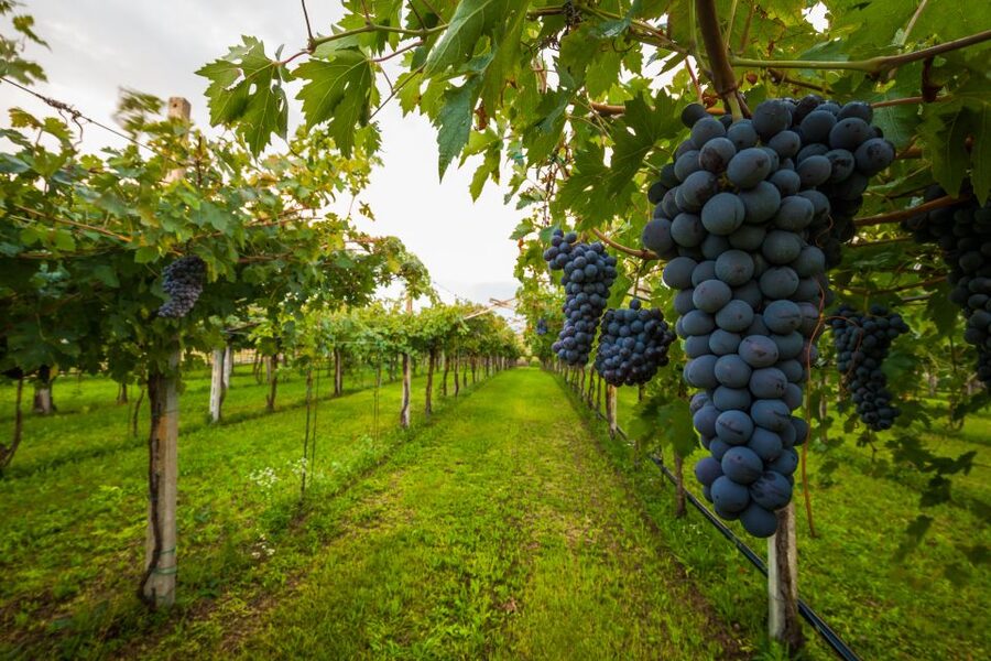 From Florence: Chianti Wine Tour with Tasting - Stop 1: your first rustic winery, olive oil, and cellar aromas