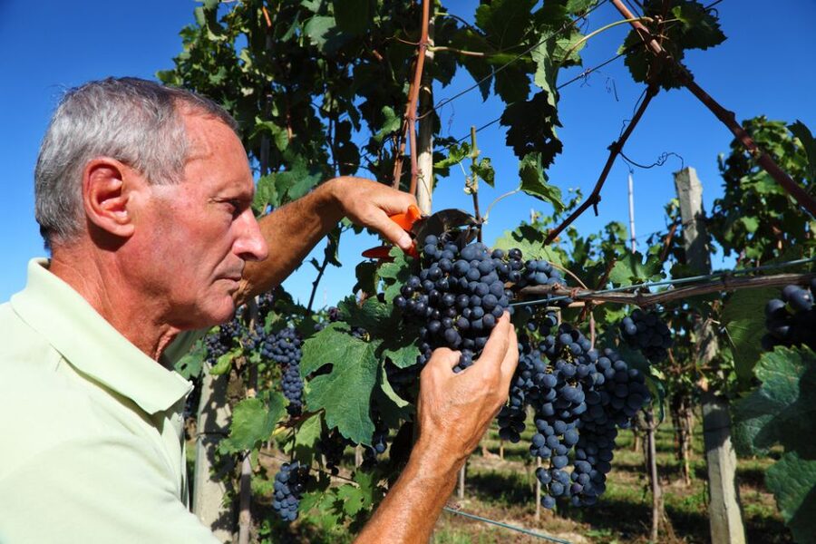 From Florence: Chianti Wine Tour with Tasting - Buying bottles and oils: how to turn tastings into take-home value
