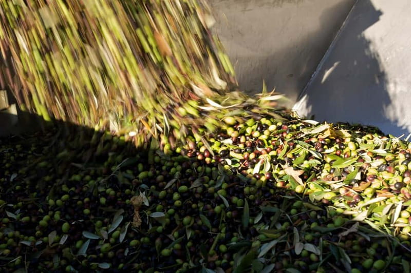 From Florence: Olive Oil Mill Tour and Tasting in Fiesole - Food Pairing and Wine from a Local Farm