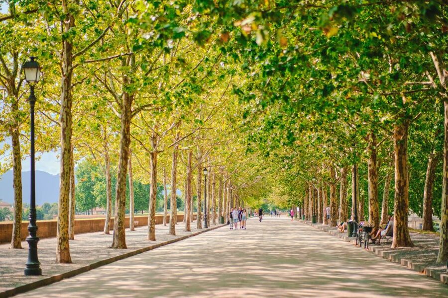 From Florence: Pisa and Lucca Full-Day Private Tour - Practical Tips for a Smooth 8-Hour Day