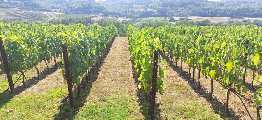 From Florence: Pisa/Chianti Half Day Tour with Wine Tasting - The Farm Visit: Vineyard Walk, Cellar Time, and Production Notes