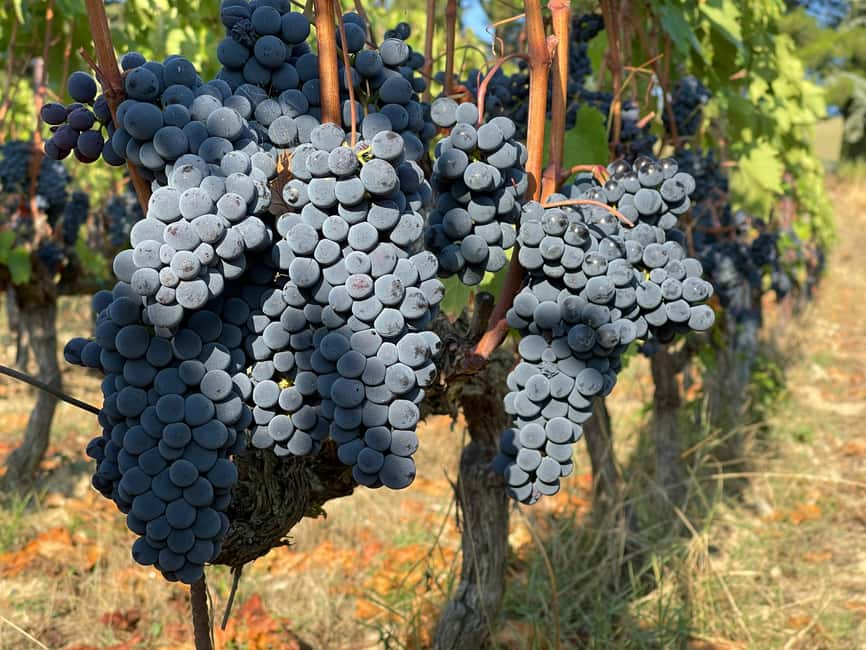 From Florence: Private Half-Day Chianti Tour & Wine Tasting - The Five-Wine Tasting With Local Snacks: How to Get More Out of It