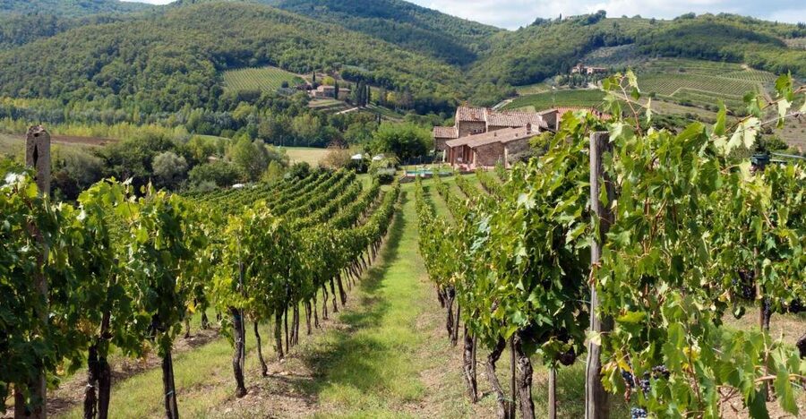 From Florence: Private Wine Tasting Tour in Chianti - What you’ll taste at the first cellar: Chianti Classico, Vinsanto, Grappa, and local bites