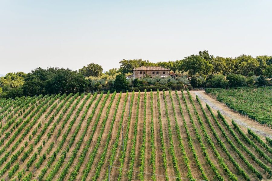 From Florence: Small Group Wine Tasting Tour to Tuscany - Price and value: what $105 really buys you in practice