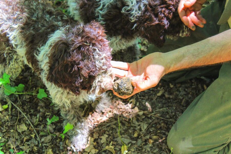 From Florence: Truffle Hunting with Lunch & Transportation - Quick highlights