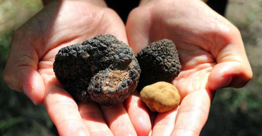 From Florence: Truffle Hunting with Lunch & Transportation - Who this tour is perfect for