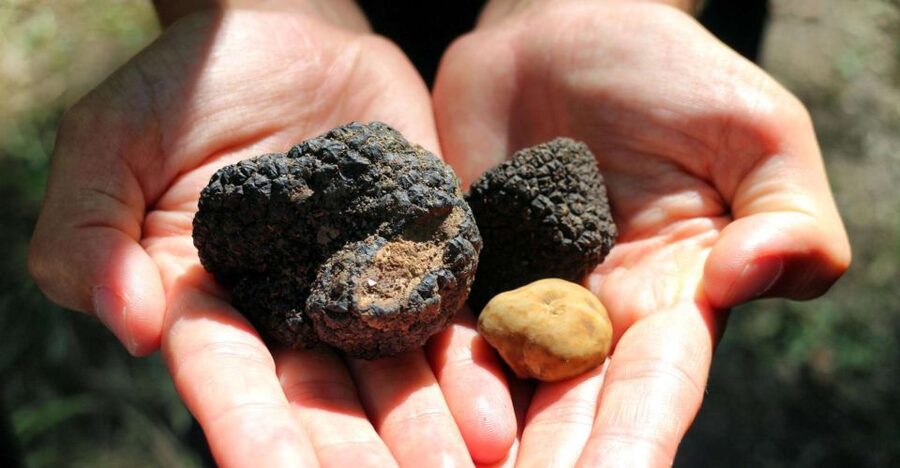 From Florence: Truffle Hunting with Lunch & Transportation - Ratings and what they signal about the experience