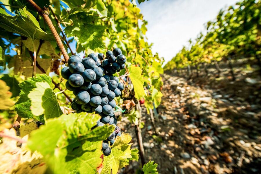 From Florence: Tuscany Wine & Food Tour with Guide - Winery Stop 2 plus Tuscan lunch: pairing food with Chianti reds