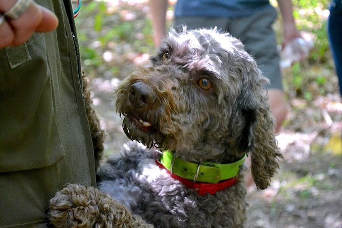 Full-Day Small-Group Truffle Hunting in Tuscany with Lunch - San Miniato: the white-truffle target of Tuscany