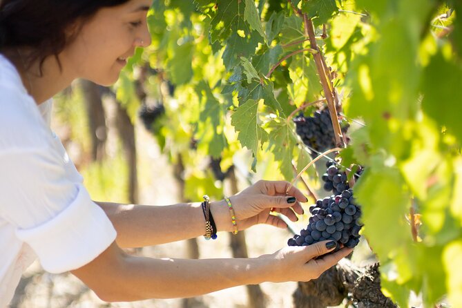 Gourmet Brunello Vertical Tasting - English Guidance and a Maximum of 25 People