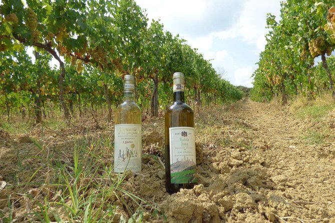 Gourmet Wine Tour San Gimignano Wine Tasting - San Quirico Winery - Key things to know before you go