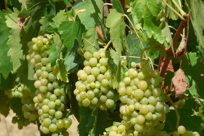 Gourmet Wine Tour San Gimignano Wine Tasting - San Quirico Winery - San Quirico Winery: a quick trip out of town that still feels Tuscan