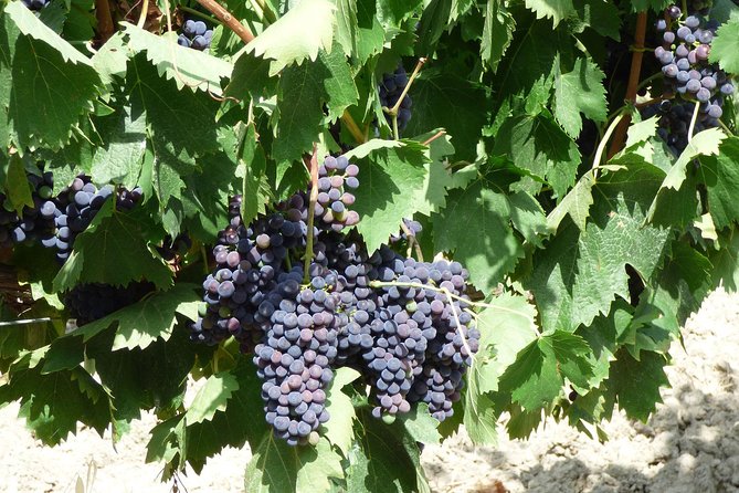 Gourmet Wine Tour San Gimignano Wine Tasting - San Quirico Winery - Pricing and value: why $38.16 can be a smart use of time