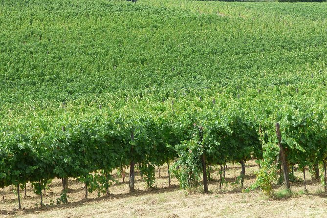 Gourmet Wine Tour San Gimignano Wine Tasting - San Quirico Winery - Timing, location, and how to plan around it