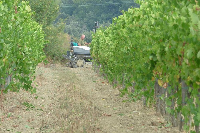 Gourmet Wine Tour San Gimignano Wine Tasting - San Quirico Winery - What this tour is best for (and who should skip it)