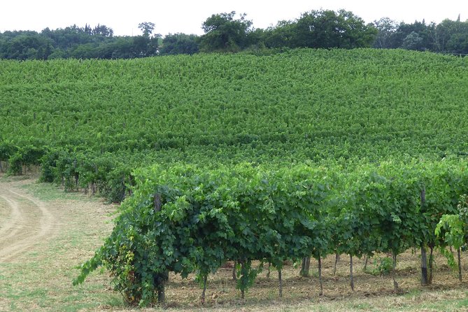 Gourmet Wine Tour San Gimignano Wine Tasting - San Quirico Winery - Tips to make your tasting feel worth it