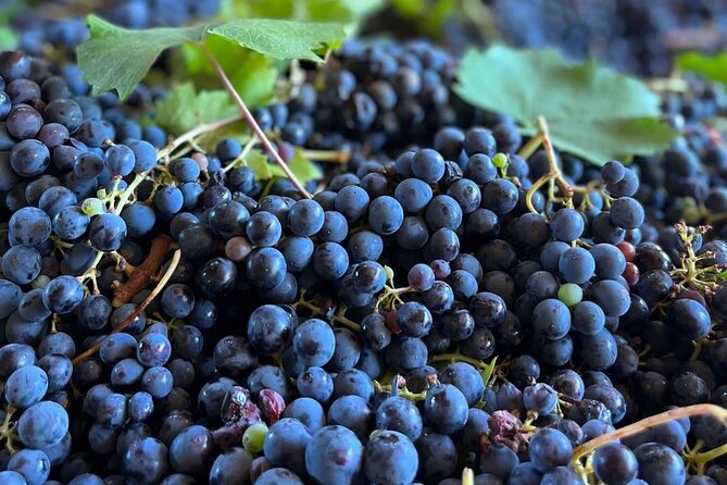 Grape Stomping Experience and Wine Tasting - Grape Stomping at Cantine Guidi 1929: More Than a Funny Photo