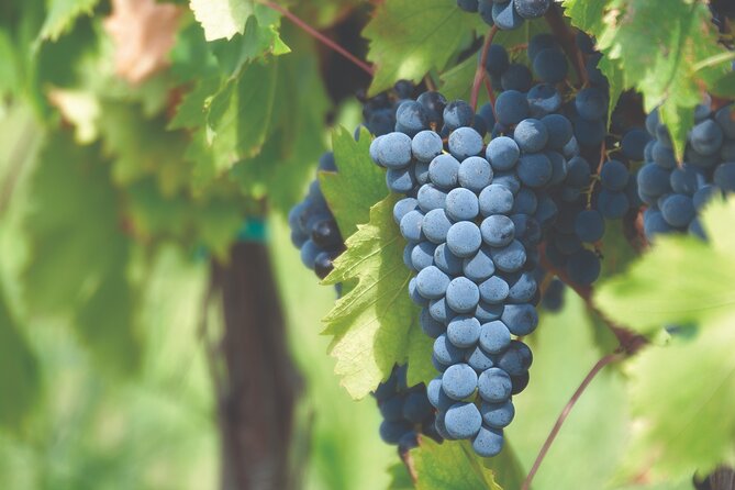 Grape Stomping Experience and Wine Tasting - Bottling Your Own Wine: The Souvenir That Actually Lasts