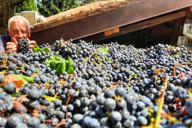 Greve in Chianti Wine Tasting and Winery Tour - Vineyard history: the Chianti Classico story starts outside