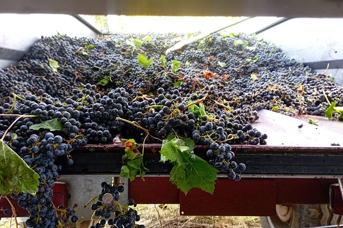Greve in Chianti Wine Tasting and Winery Tour - Inside the cellar: four reds and the pacing of a family tasting