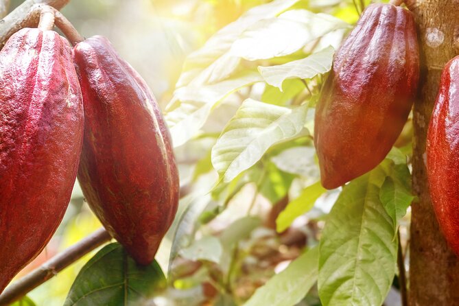 Guided tour of the Artisan Chocolate Factory in Tuscany - Price, timing, and the practical stuff that matters