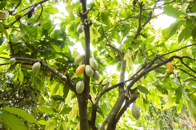 Guided tour of the Artisan Chocolate Factory in Tuscany - Should you book the Tuscani Cioccolato guided chocolate factory tour?