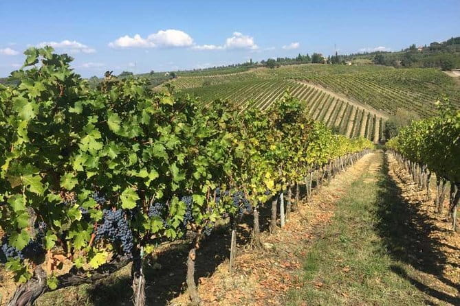 Half-day Chianti Classico Wine tour from Florence - Small Group - Second stop at a family-run farm: wine variety plus olive oil and balsamic
