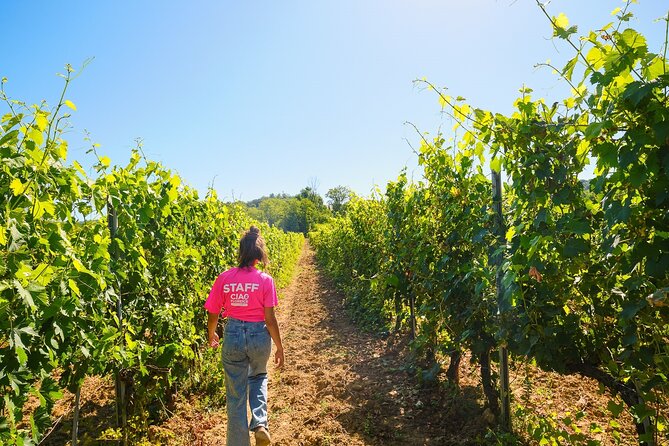 Half-day Experience to San Gimignano Hills with Picnic and Wine - Key things I’d actually watch for