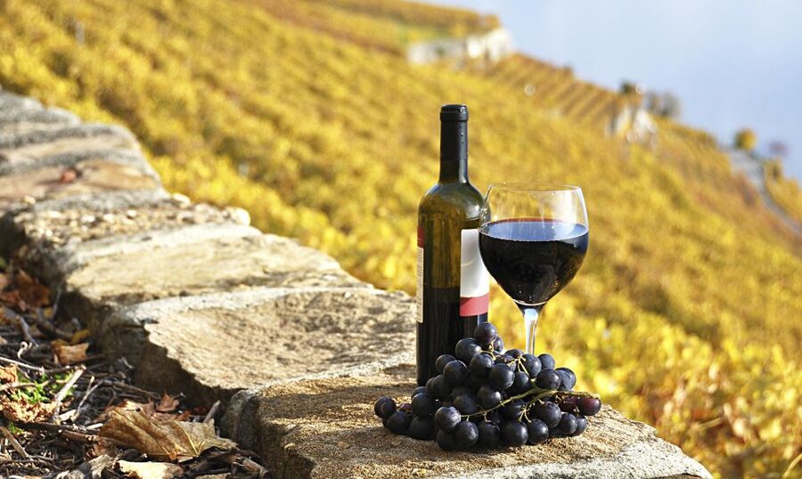 Half-Day Tour from Florence: Chianti Colors & Flavors - Who should book this Chianti Colors & Flavors tour