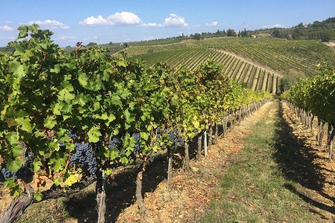 HALF-DAY Tour to Chianti Wine Region: CHIANTI COLORS & FLAVORS - The Short Countryside Walk in Greve: Cypresses, Olive Trees, and Quick Views