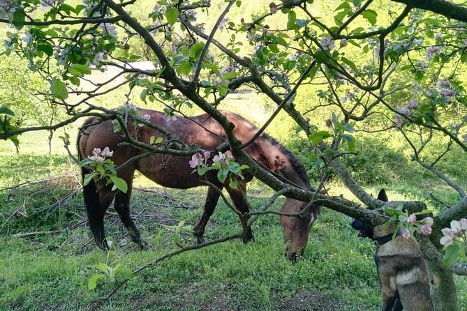 Horse ride in the Mugello (transfer from / to Florence) and Tuscan aperitif - The 1.5-hour horseback ride: why this is the main event