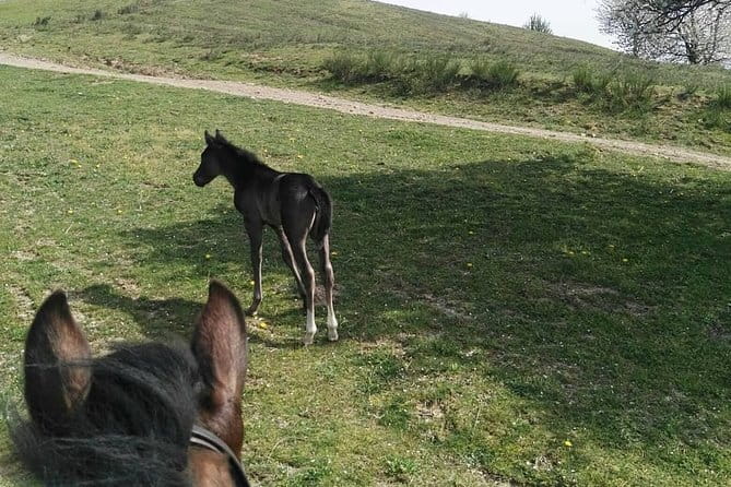 Horse ride in the Mugello (transfer from / to Florence) and Tuscan aperitif - Price and value: what $319.67 covers (and why it can be worth it)
