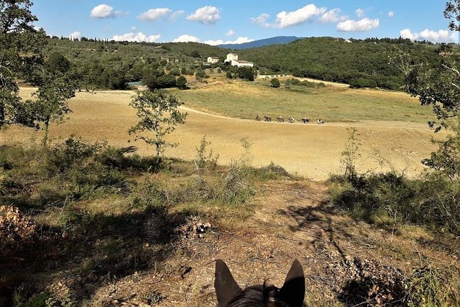 Horseback Riding in the Vineyards - Pace, group size, and comfort: why max 8 feels like the sweet spot
