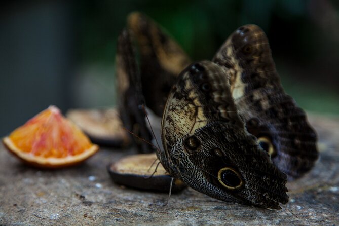 House of the Butterflies of the Collodi Pinocchio Polycentric Park - Key Highlights You’ll Care About